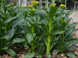 Cải ngồng (Vinaseed)